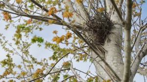 Bird nest in a tree